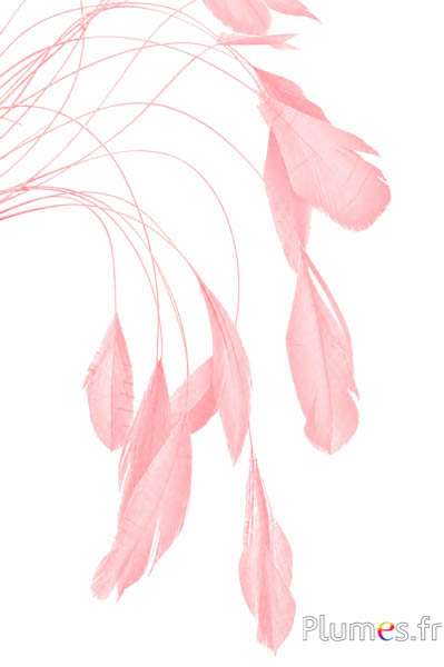 Coquetip - 20-25 cm - zalm-roze